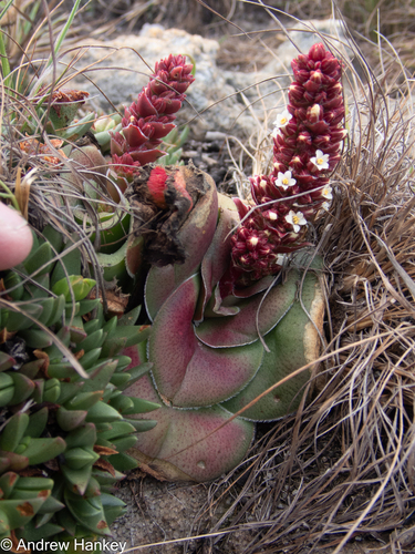 Crassula compacta