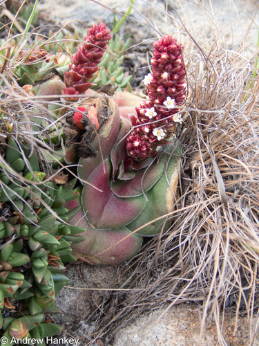 Crassula compacta