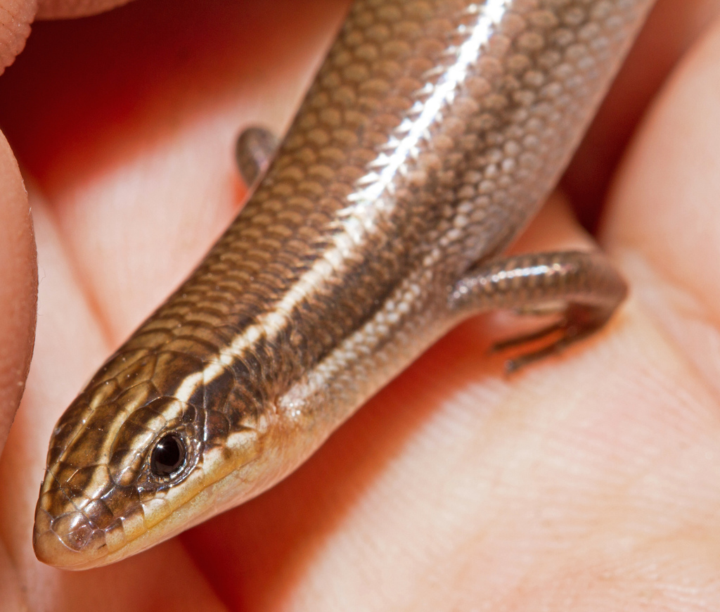 Short-lined Skink