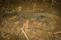 Varanus marmoratus