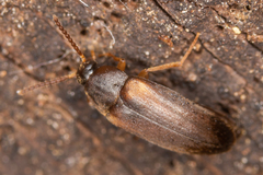 Hallomenus binotatus