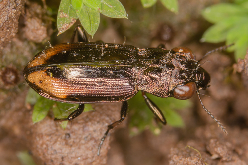 Notiophilus biguttatus (Fabricius, 1779)