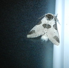 Furcula scolopendrina