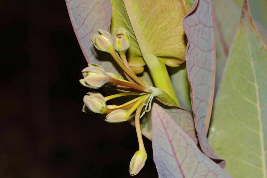 Blue Milkweed (Gomphocarpus glaucophyllus)