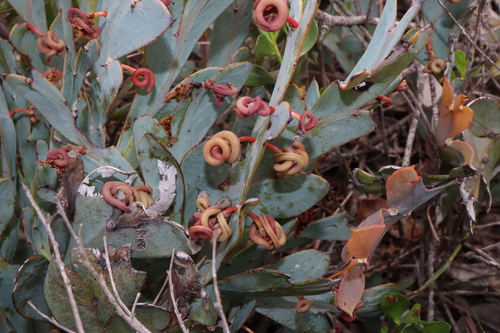 Image of Acacia glaucoptera by (c) Thomas Mesaglio, some rights reserved (CC BY)