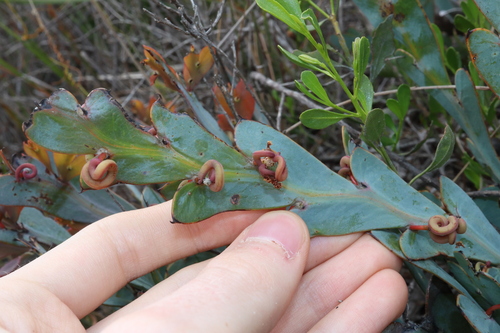 Image of Acacia glaucoptera by (c) Thomas Mesaglio, some rights reserved (CC BY)