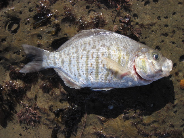 Amphistichus