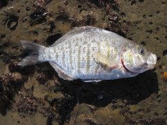 Amphistichus argenteus