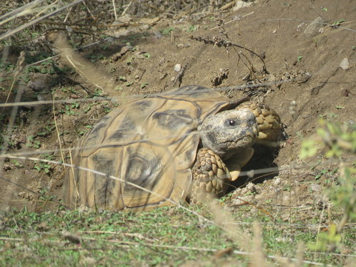 Chelonoidis chilensis