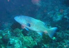 Plectropomus oligacanthus