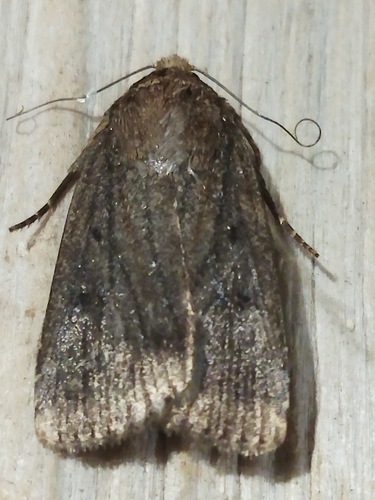Mouse Moth, 4292 Dobri Dol, Bulgaria, photo 7 of 10