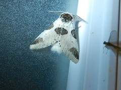 Furcula scolopendrina