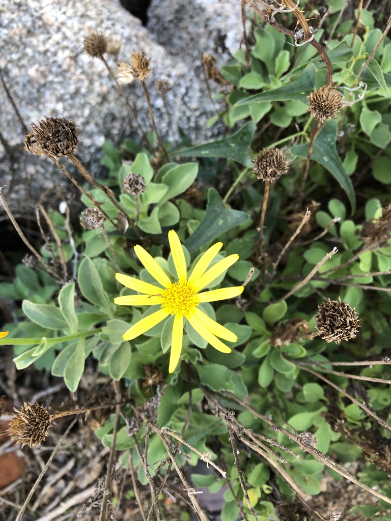 Buphthalmum inuloides