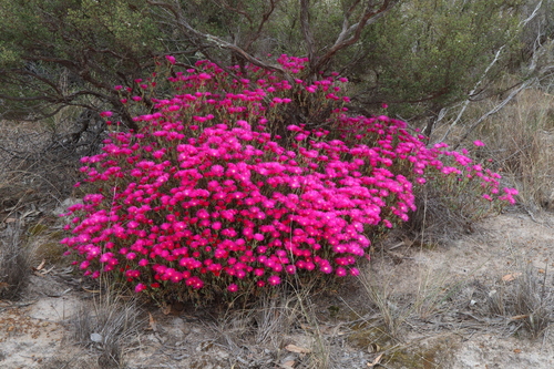 Lampranthus coccineus, photograph 6