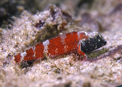 Western Australian Black-Head Triplefin photo 4