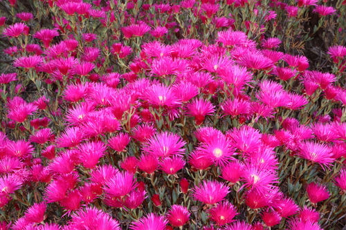 Image of Lampranthus coccineus by (c) Thomas Mesaglio, some rights reserved (CC BY)