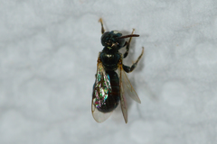 Ceratina strenua