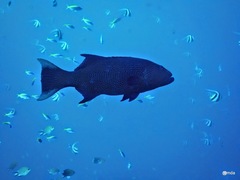 Plectropomus oligacanthus