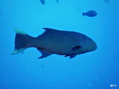 Plectropomus oligacanthus