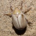 Andrew's Dune Scarab Beetle - Photo (c) Bob Miller, some rights reserved (CC BY), uploaded by Bob Miller