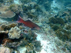 Plectropomus oligacanthus
