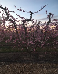 Prunus persica nucipersica