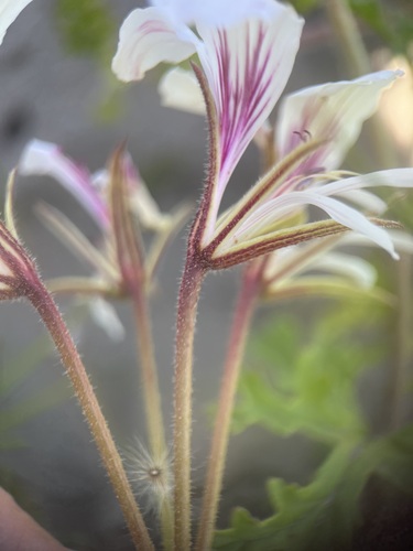 Image of Pelargonium suburbanum by (c) Charleen Brunke, some rights reserved (CC BY)