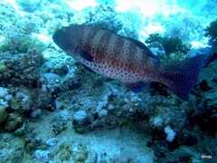 Plectropomus pessuliferus