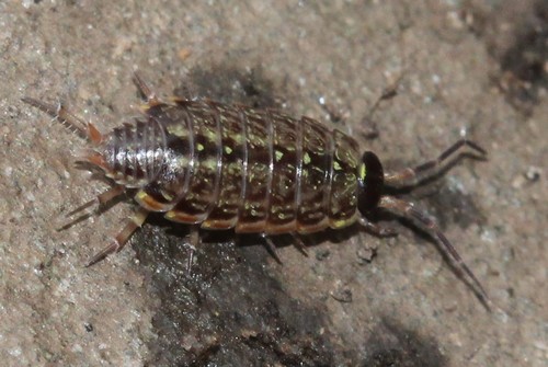 Common Striped Woodlouse, photo 8 of 9