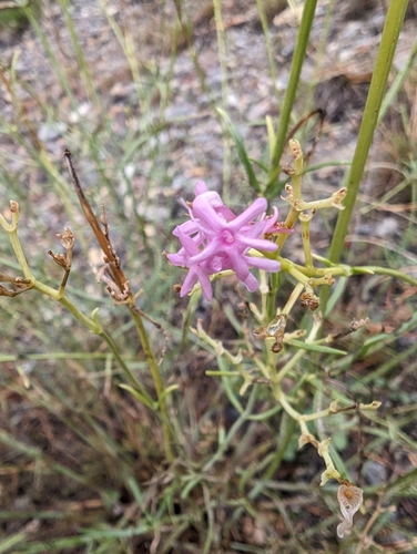 Image of Centranthus angustifolius by (c) Denis Bastianelli, some rights reserved (CC BY)