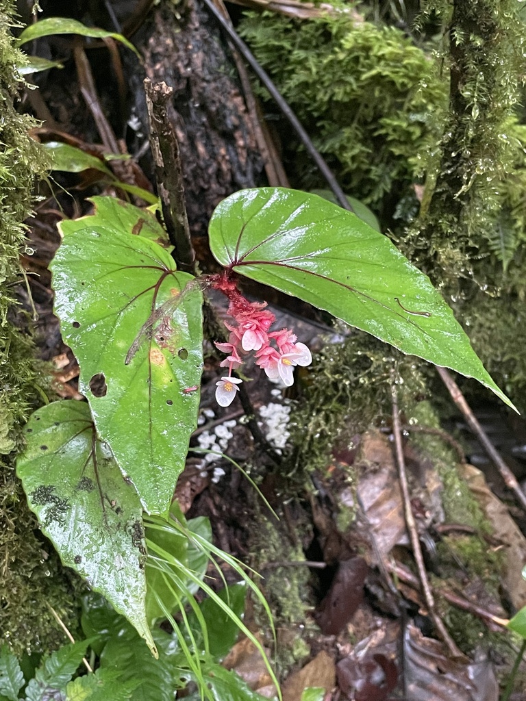 Begonia kinabaluensis
