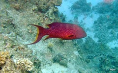 Variola louti