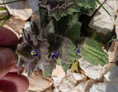 Ajuga orientalis