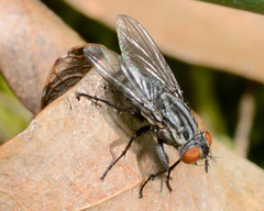 Sarcophagidae