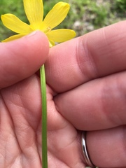 Ranunculus macranthus