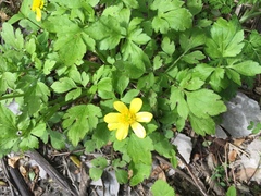 Ranunculus macranthus
