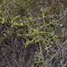 Daviesia purpurascens - Photo (c) Thomas Mesaglio, some rights reserved (CC BY), uploaded by Thomas Mesaglio