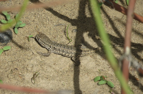 Liolaemus darwinii