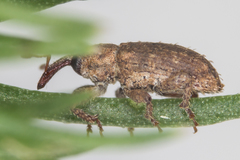 Pseudostyphlus pillumus