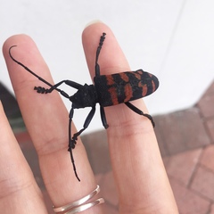 Ceroplesis capensis