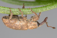 Pseudostyphlus pillumus