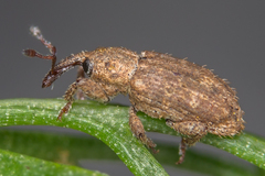 Pseudostyphlus pillumus