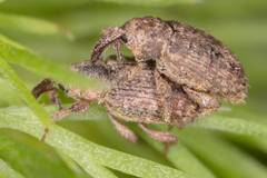 Pseudostyphlus pillumus