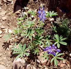 Lupinus argenteus palmeri