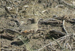 Geositta cunicularia