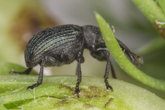 Omphalapion hookerorum