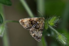 Panemeria tenebrata