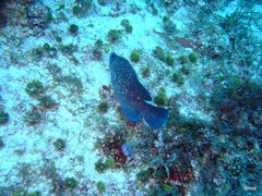 Rypticus saponaceus