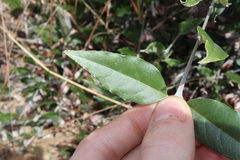 Gastrolobium celsianum, photograph Thomas Mesaglio, CC BY, iNaturalist via GBIF