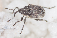 Ceutorhynchus sophiae